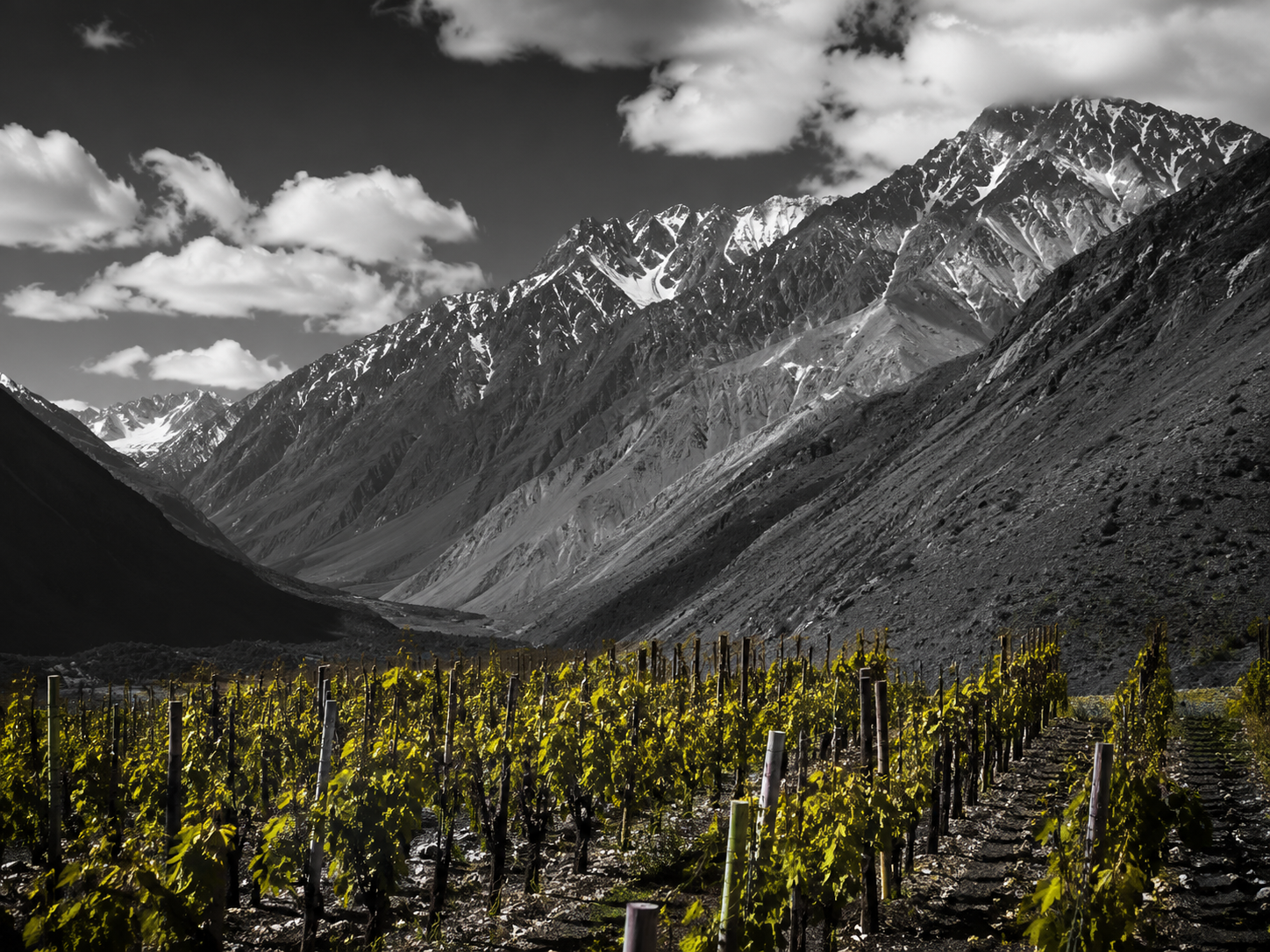 Viñedos de altura en Alto Maipo junto a la cordillera